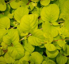 Vrbina penízková 'Creeping Jenny Yellow' - Lysimachia nummularia 'Creeping Jenny Yellow'