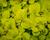 Vrbina penízková 'Creeping Jenny Yellow'