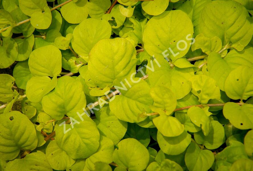 Vrbina penízková 'Creeping Jenny Yellow' - Lysimachia nummularia 'Creeping Jenny Yellow'