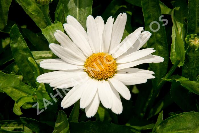 Kopretina velkokvětá 'Sweet Daisy Birdy' - Leucanthemum x superbum 'Sweet Daisy Birdy'
