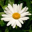 Kopretina velkokvětá 'Sweet Daisy Birdy' - Leucanthemum x superbum 'Sweet Daisy Birdy'