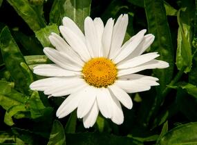 Kopretina velkokvětá 'Sweet Daisy Birdy' - Leucanthemum x superbum 'Sweet Daisy Birdy'