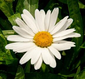 Kopretina velkokvětá 'Sweet Daisy Birdy' - Leucanthemum x superbum 'Sweet Daisy Birdy'