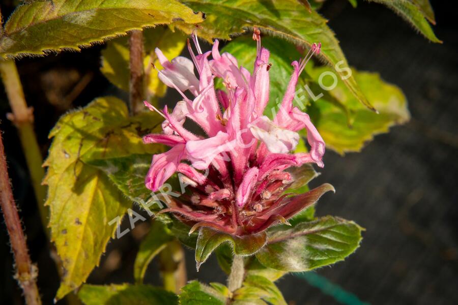 Zavinutka podvojná 'Pocahontas Pink' - Monarda didyma 'Pocahontas Pink'