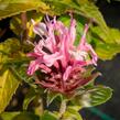 Zavinutka podvojná 'Pocahontas Pink' - Monarda didyma 'Pocahontas Pink'