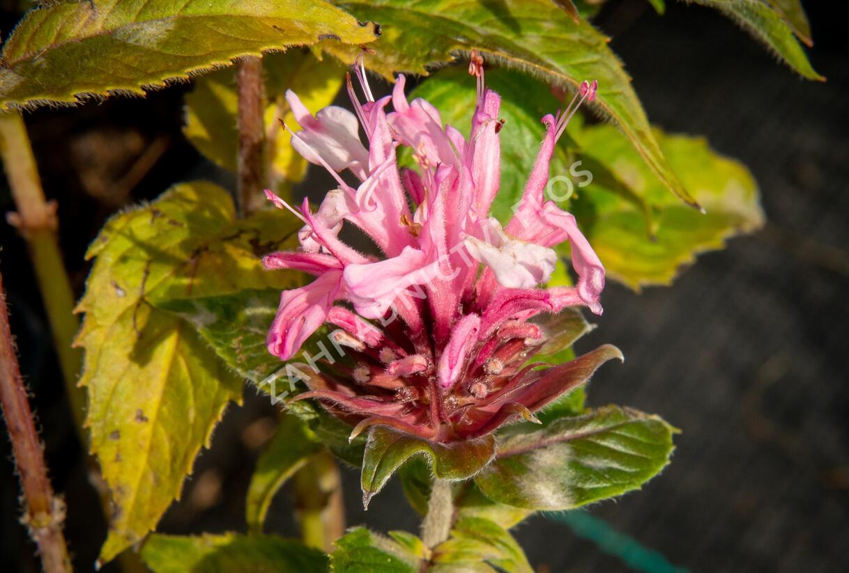 Zavinutka podvojná 'Pocahontas Pink' - Monarda didyma 'Pocahontas Pink'