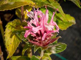 Zavinutka podvojná 'Pocahontas Pink' - Monarda didyma 'Pocahontas Pink'