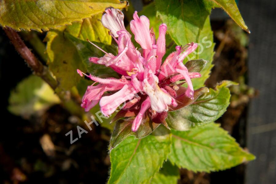 Zavinutka podvojná 'Pocahontas Pink' - Monarda didyma 'Pocahontas Pink'