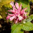 Zavinutka podvojná 'Pocahontas Pink' - Monarda didyma 'Pocahontas Pink'