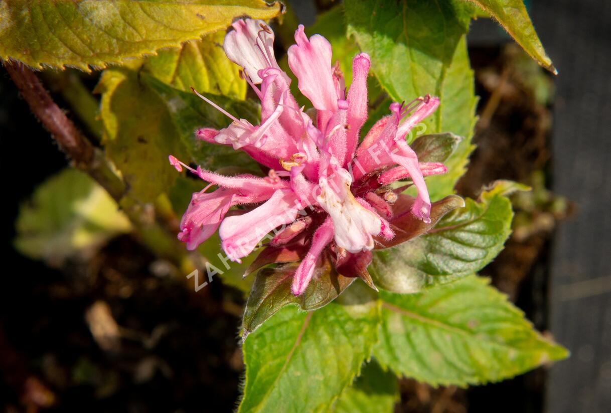 Zavinutka podvojná 'Pocahontas Pink' - Monarda didyma 'Pocahontas Pink'