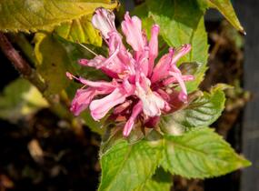 Zavinutka podvojná 'Pocahontas Pink' - Monarda didyma 'Pocahontas Pink'