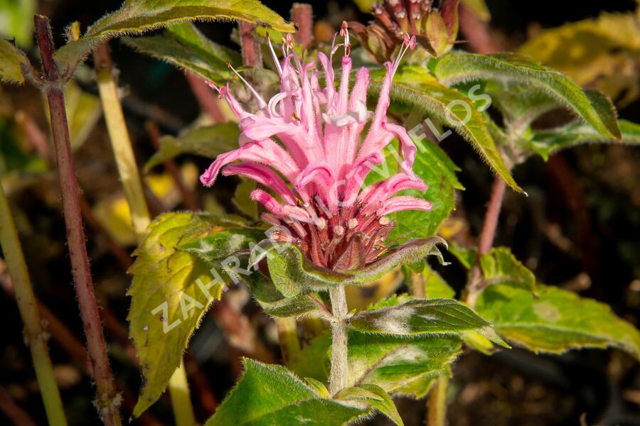 Zavinutka podvojná 'Pocahontas Pink' - Monarda didyma 'Pocahontas Pink'
