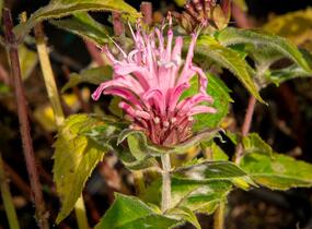 Zavinutka podvojná 'Pocahontas Pink' - Monarda didyma 'Pocahontas Pink'