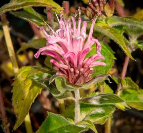 Zavinutka podvojná 'Pocahontas Pink' - Monarda didyma 'Pocahontas Pink'