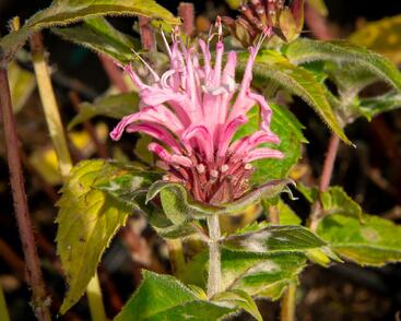 Zavinutka podvojná 'Pocahontas Pink'