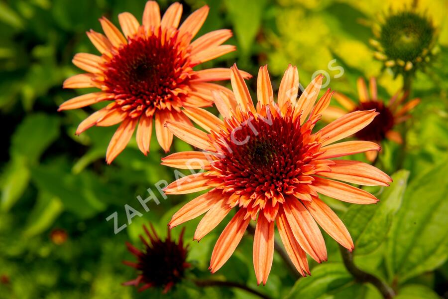 Třapatkovka nachová 'Firebird' - Echinacea purpurea 'Firebird'