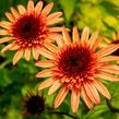 Třapatkovka nachová 'Firebird' - Echinacea purpurea 'Firebird'