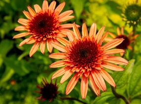 Třapatkovka nachová 'Firebird' - Echinacea purpurea 'Firebird'