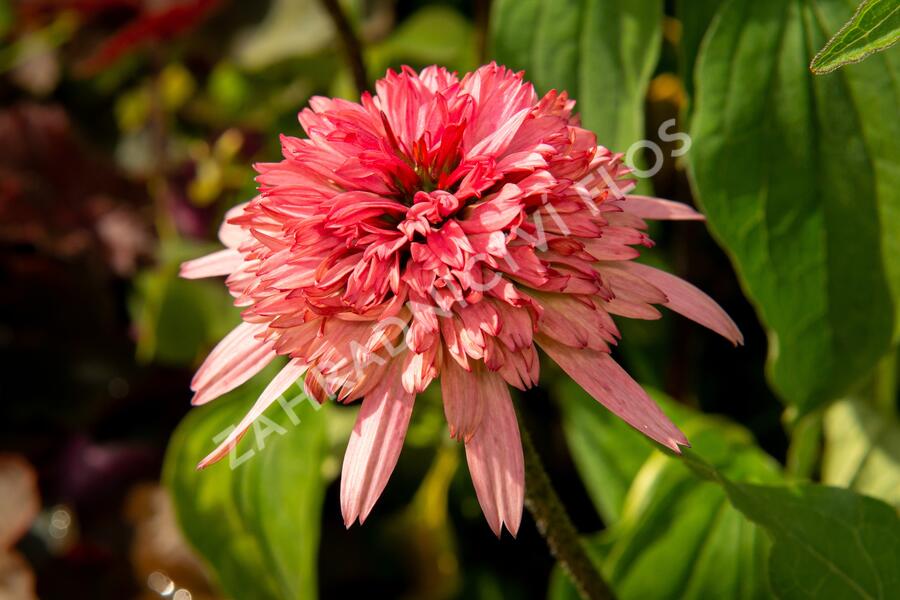 Třapatkovka nachová 'Firebird' - Echinacea purpurea 'Firebird'