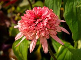 Třapatkovka nachová 'Firebird' - Echinacea purpurea 'Firebird'