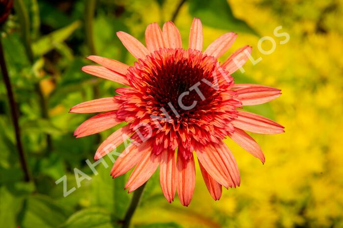 Třapatkovka nachová 'Firebird' - Echinacea purpurea 'Firebird'