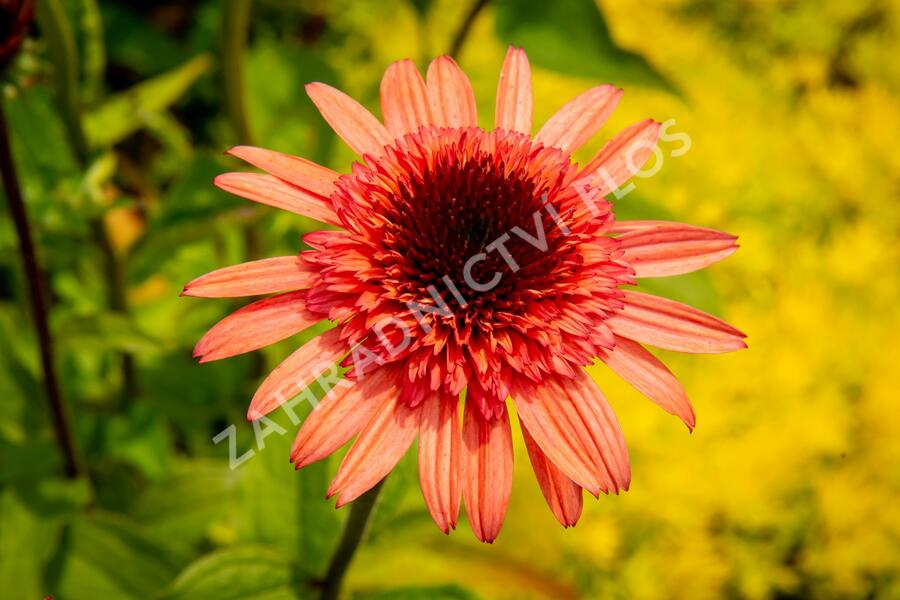 Třapatkovka nachová 'Firebird' - Echinacea purpurea 'Firebird'