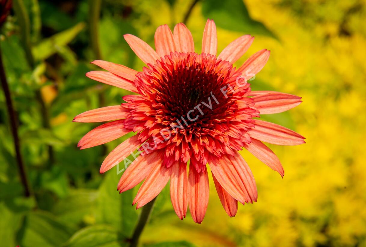 Třapatkovka nachová 'Firebird' - Echinacea purpurea 'Firebird'