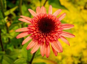Třapatkovka nachová 'Firebird' - Echinacea purpurea 'Firebird'