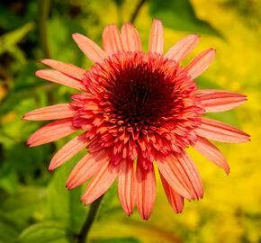 Třapatkovka nachová 'Firebird' - Echinacea purpurea 'Firebird'