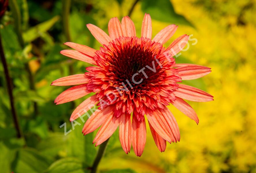 Třapatkovka nachová 'Firebird' - Echinacea purpurea 'Firebird'