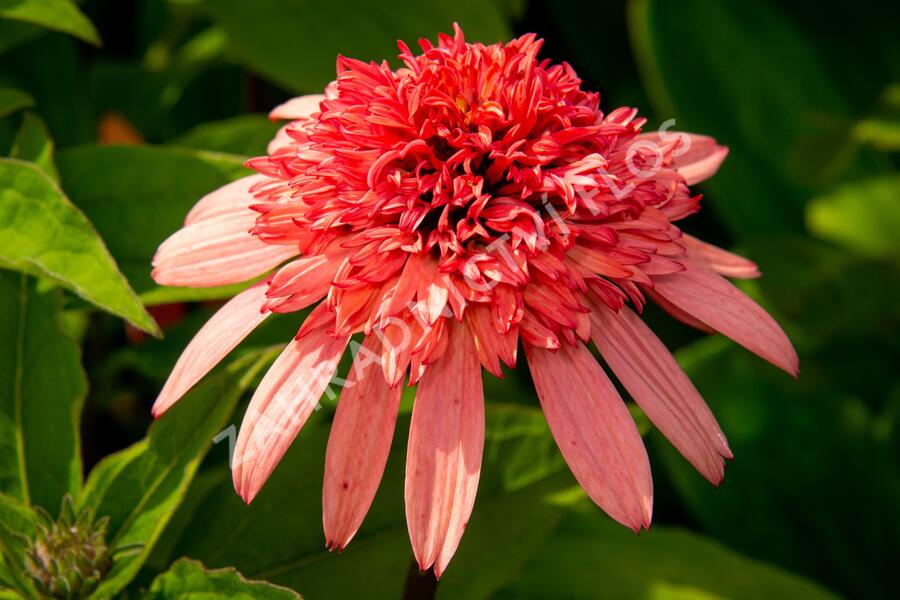 Třapatkovka nachová 'Firebird' - Echinacea purpurea 'Firebird'