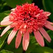 Třapatkovka nachová 'Firebird' - Echinacea purpurea 'Firebird'