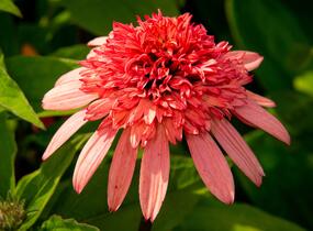 Třapatkovka nachová 'Firebird' - Echinacea purpurea 'Firebird'