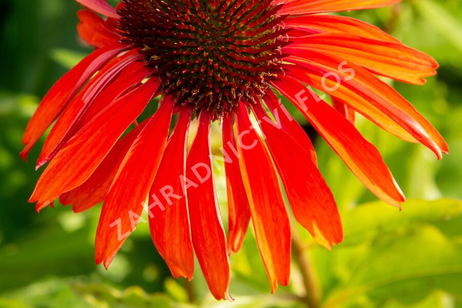 Třapatkovka nachová 'Firebird' - Echinacea purpurea 'Firebird'