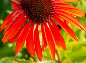 Třapatkovka nachová 'Firebird' - Echinacea purpurea 'Firebird'