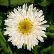 Kopretina největší 'Sante' - Leucanthemum maximum 'Sante'