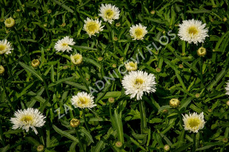 Kopretina největší 'Sante' - Leucanthemum maximum 'Sante'