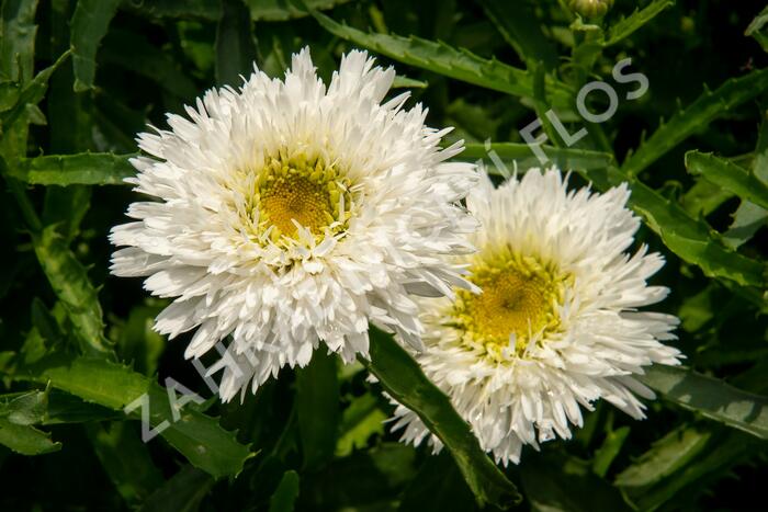 Kopretina největší 'Sante' - Leucanthemum maximum 'Sante'
