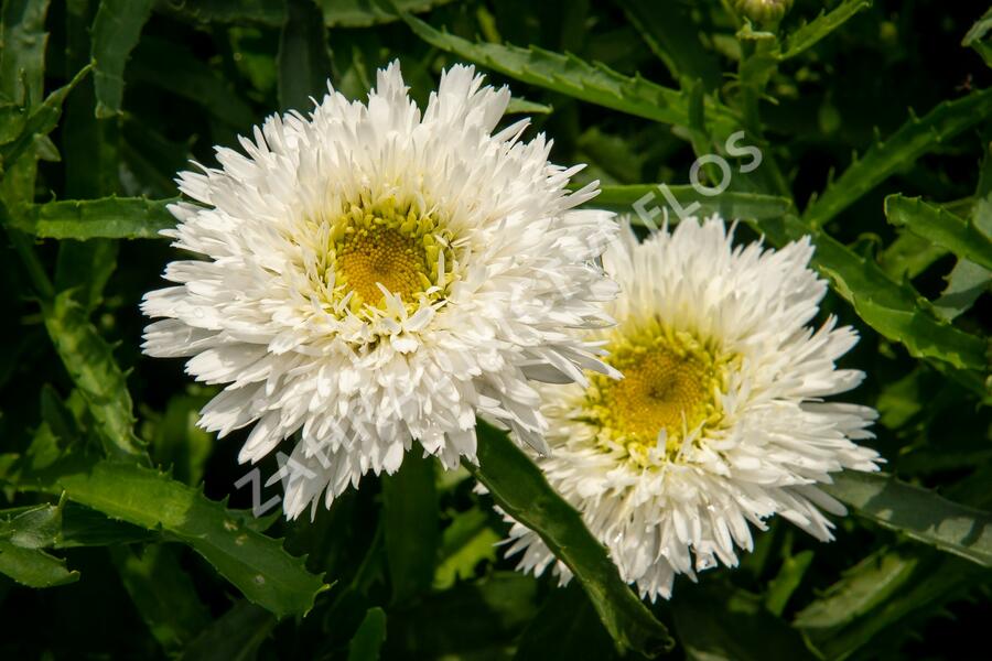 Kopretina největší 'Sante' - Leucanthemum maximum 'Sante'
