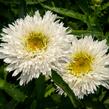 Kopretina největší 'Sante' - Leucanthemum maximum 'Sante'