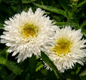 Kopretina největší 'Sante' - Leucanthemum maximum 'Sante'