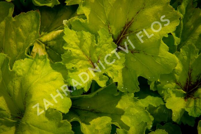 Dlužela 'Art Nouveau' - Heucherella 'Art Nouveau'