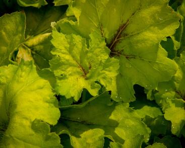 Dlužela 'Art Nouveau'