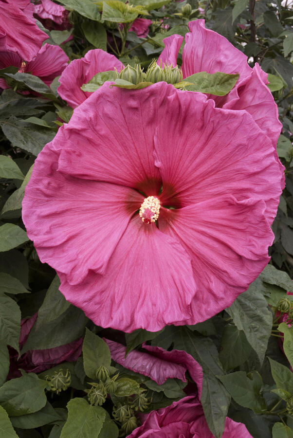 Ibišek bahenní 'Jazzberry Jam' - Hibiscus moscheutos 'Jazzberry Jam'