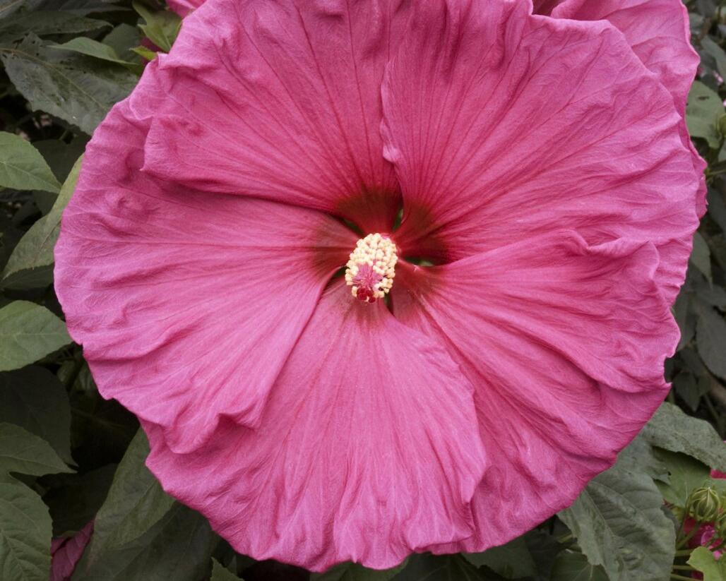 Ibišek bahenní 'Jazzberry Jam' - Hibiscus moscheutos 'Jazzberry Jam'