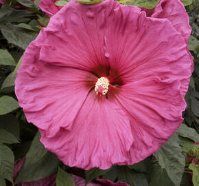 Ibišek bahenní 'Jazzberry Jam' - Hibiscus moscheutos 'Jazzberry Jam'