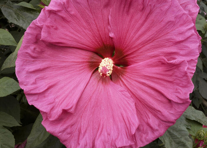 Ibišek bahenní 'Jazzberry Jam' - Hibiscus moscheutos 'Jazzberry Jam'