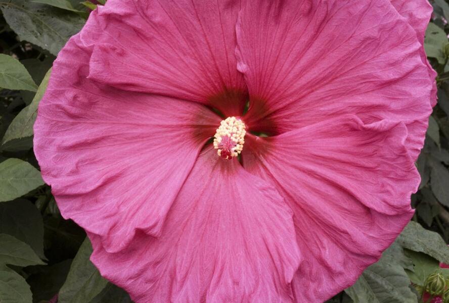 Ibišek bahenní 'Jazzberry Jam' - Hibiscus moscheutos 'Jazzberry Jam'