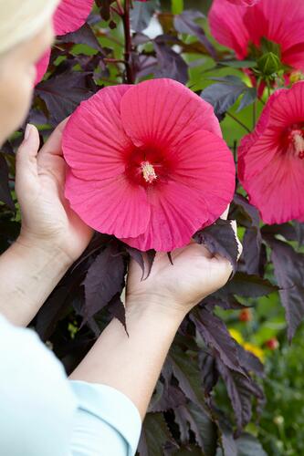 Ibišek bahenní 'Carousel Pink Passion' - Hibiscus moscheutos 'Carousel Pink Passion'
