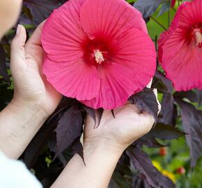 Ibišek bahenní 'Carousel Pink Passion' - Hibiscus moscheutos 'Carousel Pink Passion'